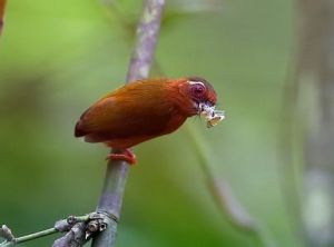 白眉啄木鳥 白眉啄木鳥