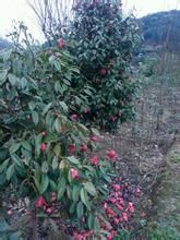 栓皮紅山茶 栓皮紅山茶