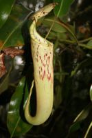 陳氏豬籠草 陳氏豬籠草