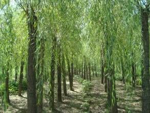 甘肅柳 甘肅柳