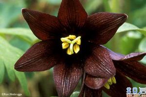 黑曼陀羅 黑曼陀羅