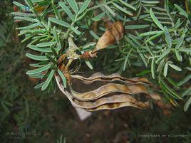 麻豆[豆科麻豆屬植物]