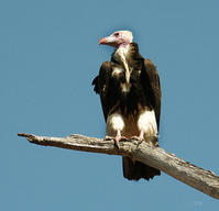 白頭禿鷲 白頭禿鷲