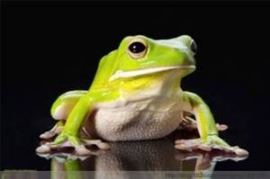 塞舌蛙科 塞舌蛙科