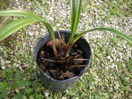 蘭花軟腐病 蘭花軟腐病