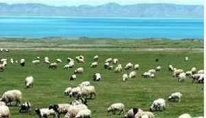 青海湖國家級自然保護區