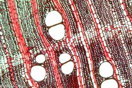 植物水分輸導 植物水分輸導