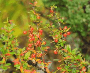 細梗小檗 細梗小檗