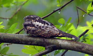 印度長尾夜鷹 印度長尾夜鷹