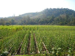 寮國傳統與現代農業