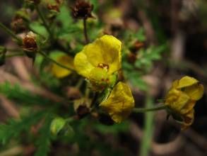 掌葉多裂委陵菜 掌葉多裂委陵菜
