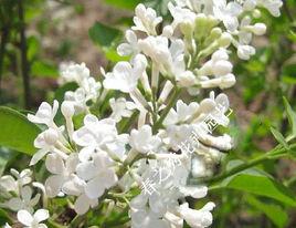 暴馬丁香花 暴馬丁香花