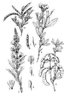 青海野決明 青海野決明