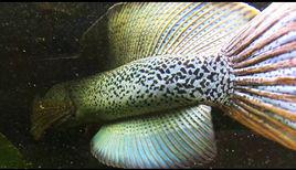 巴卡雷龍 巴卡雷龍