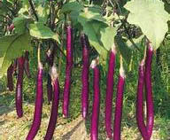 紫妃1號 紫妃1號