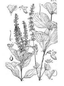 昆明香茶菜 昆明香茶菜