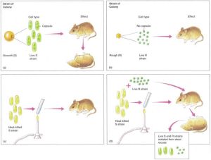 免疫遺傳學 免疫遺傳學