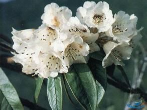 長粗毛杜鵑 長粗毛杜鵑