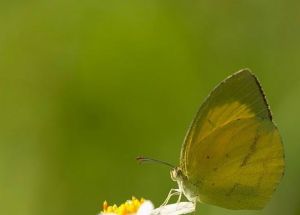 尖角黃粉蝶 尖角黃粉蝶