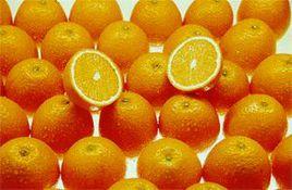 錦橙100號 錦橙100號