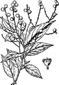 梗花雀梅藤[梗花雀梅藤]