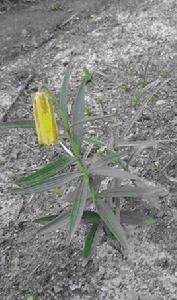 瓦布貝母 瓦布貝母