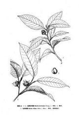 圓萼折柄茶 圓萼折柄茶