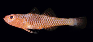 埃氏磨塘鱧 埃氏磨塘鱧