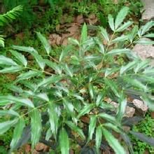 芋葉栝樓 芋葉栝樓