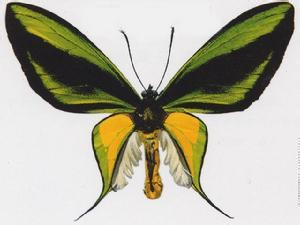 銀鮫鳥翼鳳蝶 銀鮫鳥翼鳳蝶