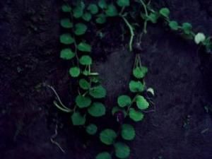 銅錘玉帶草 銅錘玉帶草