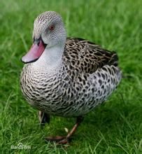 綠翅灰斑鴨 綠翅灰斑鴨