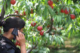 曼山村[雲南省西雙版納州勐海縣打洛鎮下轄村]
