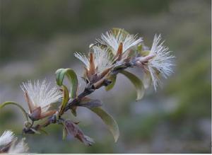 兩色帚菊 兩色帚菊