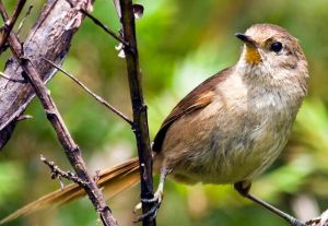 巴西棘尾雀 巴西棘尾雀