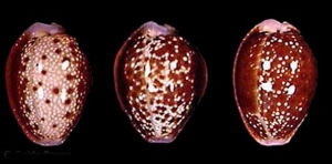 銀光紅花寶螺 銀光紅花寶螺