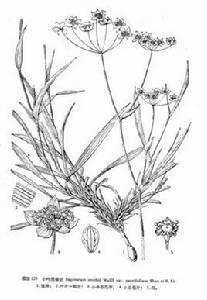 小葉黑柴胡 小葉黑柴胡