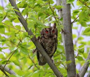 民都洛角鴞 民都洛角鴞