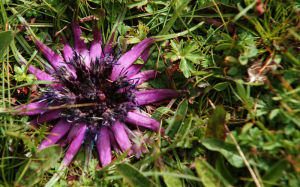 青藏風毛菊 青藏風毛菊