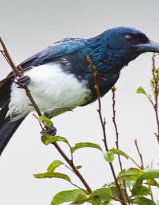 白脅卷尾 白脅卷尾