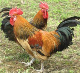 荔波瑤山雞 荔波瑤山雞