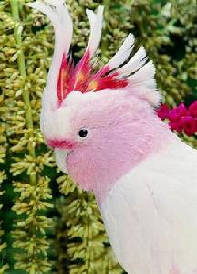 米切氏鳳頭鸚鵡 米切氏鳳頭鸚鵡