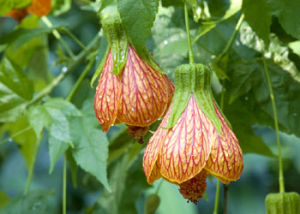 五椏果目 五椏果目