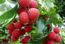 荔枝[水果類植物]