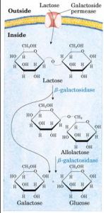 半乳糖苷酶水解乳糖