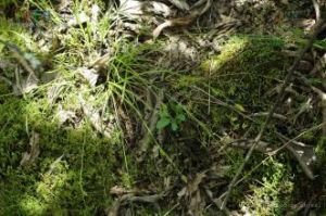 雙柱薹草 雙柱薹草