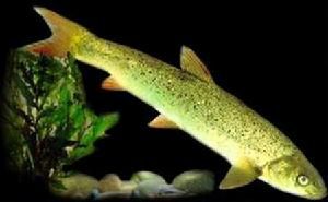 昆明裂腹魚 昆明裂腹魚