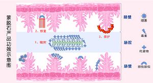 蒙脫石作用於腸道功效示意圖