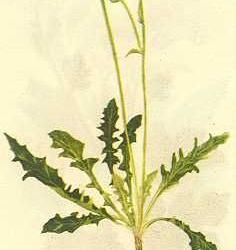 還陽參屬 還陽參屬