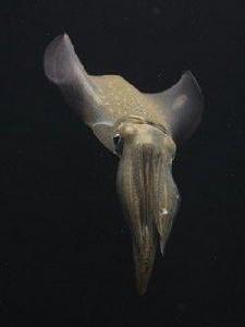 霸王烏賊 霸王烏賊